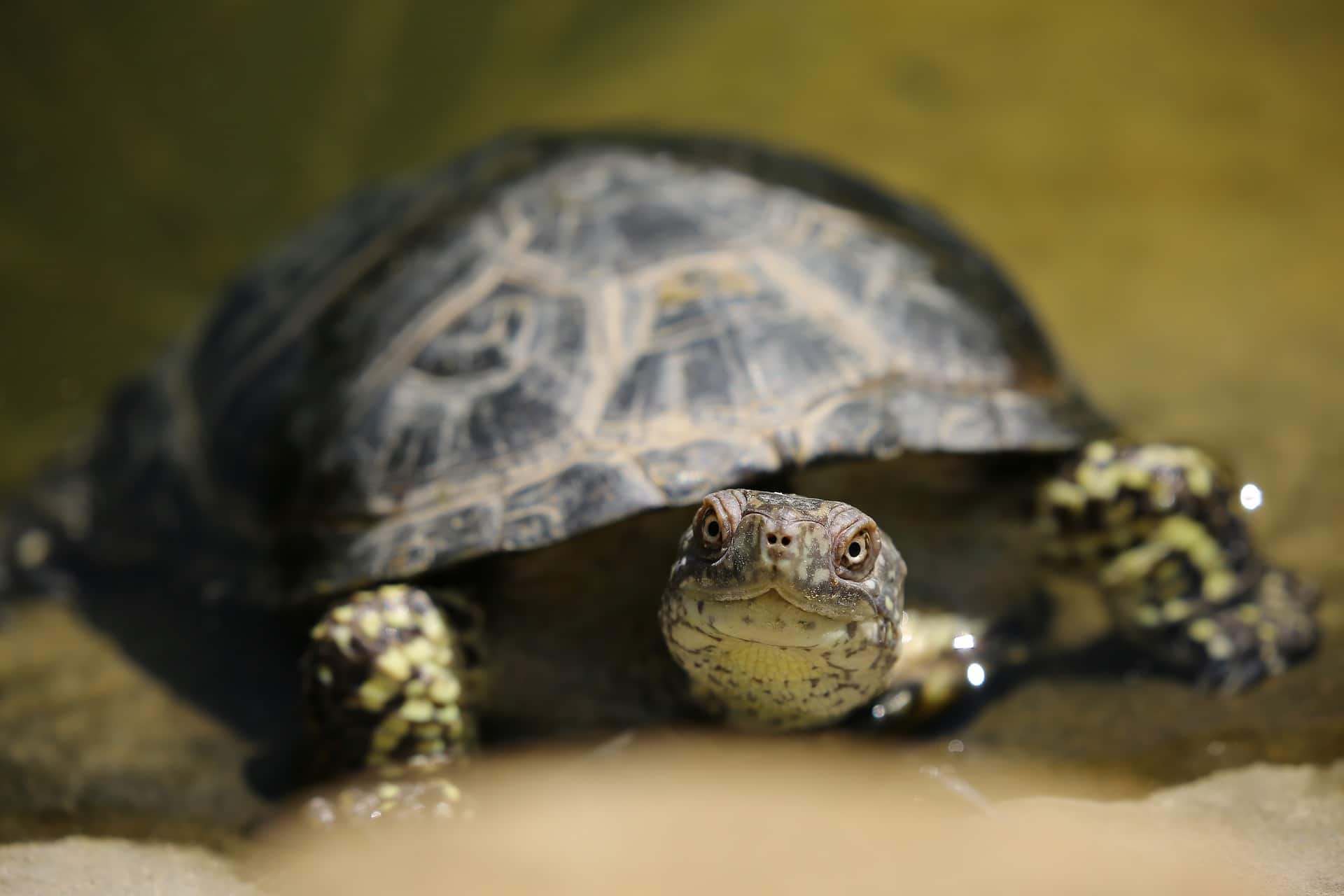 A turtle is swimming in a pond, but the presence of vibrators makes turtles excited.